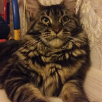 Maine Coon female cat Harmony StarPaws, color n 22