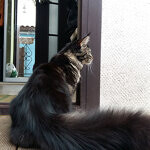 Maine Coon female cat Harmony StarPaws, color n 22