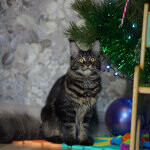 Maine Coon female cat Harmony StarPaws, color n 22