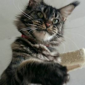 Maine Coon female cat Harmony StarPaws, color n 22