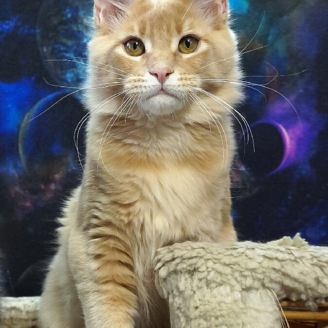 Maine Coon female cat Kira StarPaws, color e 25