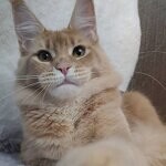 Maine Coon female cat Kira StarPaws, color e 25
