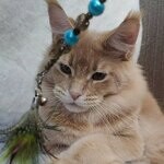 Maine Coon female cat Kira StarPaws, color e 25
