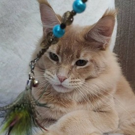 Maine Coon female cat Kira StarPaws, color e 25