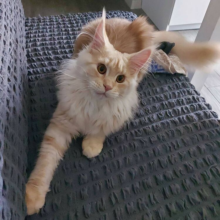Maine Coon female cat Lenka StarPaws, color ds