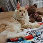 Maine Coon female cat Lenka StarPaws, color ds