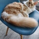Maine Coon female cat Lenka StarPaws, color ds