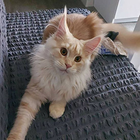 Maine Coon female cat Lenka StarPaws, color ds
