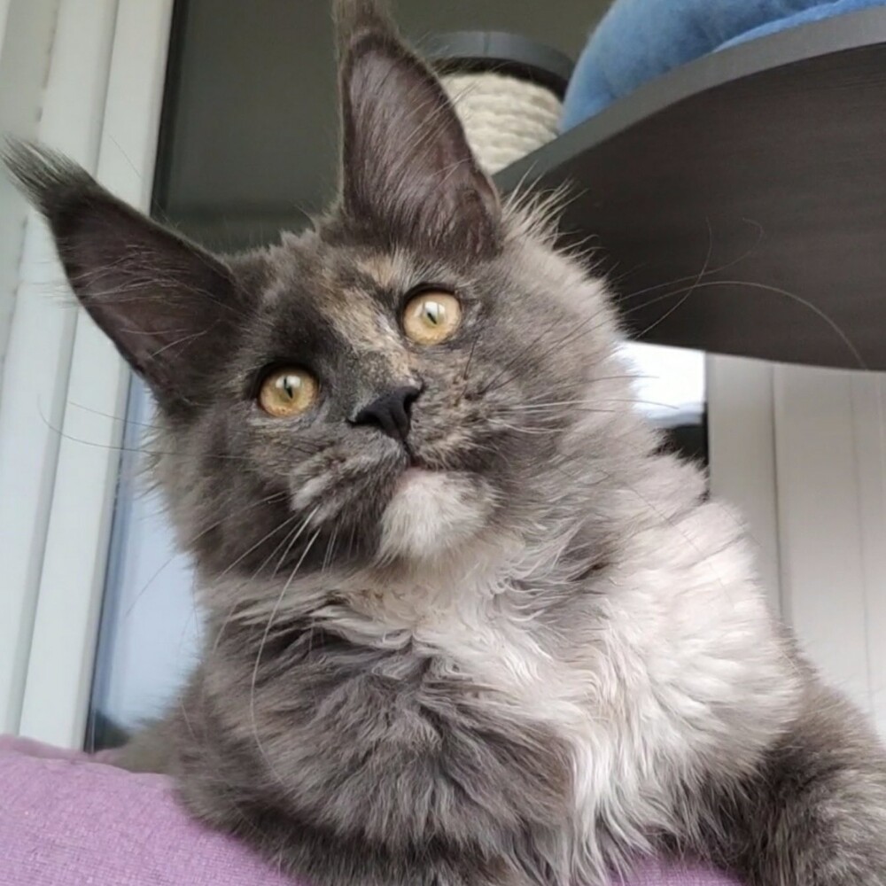 Maine Coon female cat Malta StarPaws, color gs