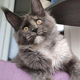 Maine Coon female cat Malta StarPaws, color gs
