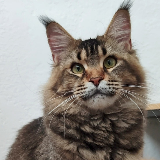 Maine Coon female cat Moti StarPaws, color n 25