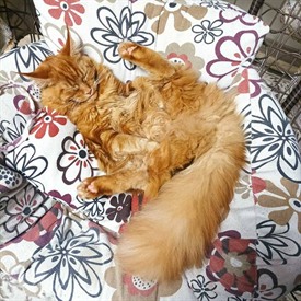 Maine Coon female cat Nika StarPaws, color ds 22