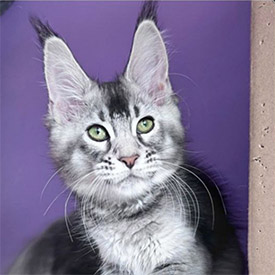 Maine Coon female cat Okelly StarPaws, color n