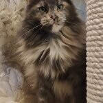 Maine Coon female cat Treasure StarPaws, color gs