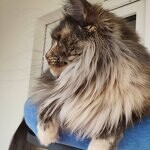 Maine Coon female cat Treasure StarPaws, color gs