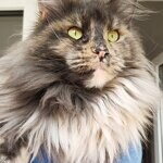 Maine Coon female cat Treasure StarPaws, color gs