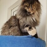 Maine Coon female cat Treasure StarPaws, color gs