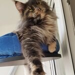 Maine Coon female cat Treasure StarPaws, color gs