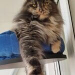 Maine Coon female cat Treasure StarPaws, color gs