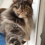 Maine Coon female cat Treasure StarPaws, color gs