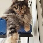 Maine Coon female cat Treasure StarPaws, color gs
