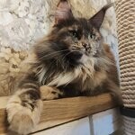 Maine Coon female cat Treasure StarPaws, color gs