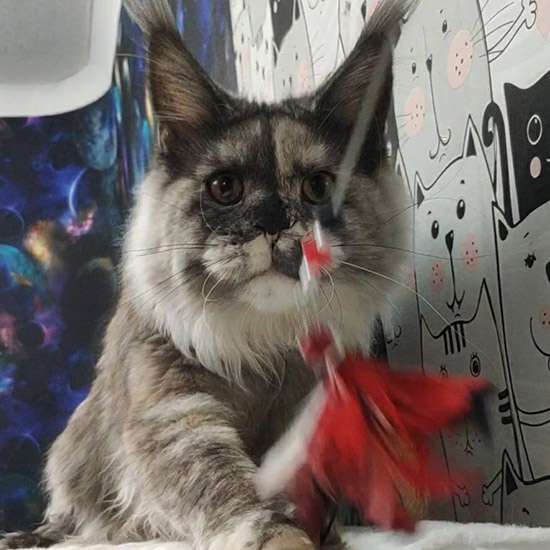 Maine Coon female cat Vanga StarPaws, color ds 22