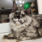 Maine Coon female cat Vanga StarPaws, color ds 22