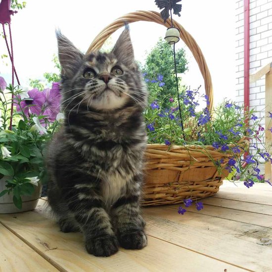 Maine Coon kitten Alisa StarPaws, litter A, 28.03.2017