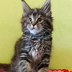 Maine Coon kitten Alisa StarPaws, litter A, 28.03.2017