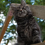 Maine Coon kitten Alisa StarPaws, litter A, 28.03.2017