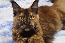 Maine Coon kitten Ariel StarPaws, litter A, 28.03.2017