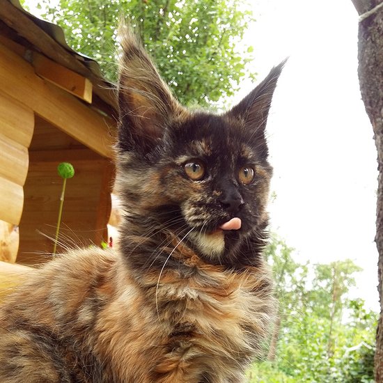 Maine Coon kitten Ariel StarPaws, litter A, 28.03.2017