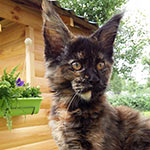 Maine Coon kitten Ariel StarPaws, litter A, 28.03.2017