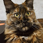 Maine Coon kitten Ariel StarPaws, litter A, 28.03.2017