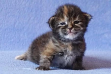 Maine Coon kitten Aurora StarPaws, litter A, 28.03.2017