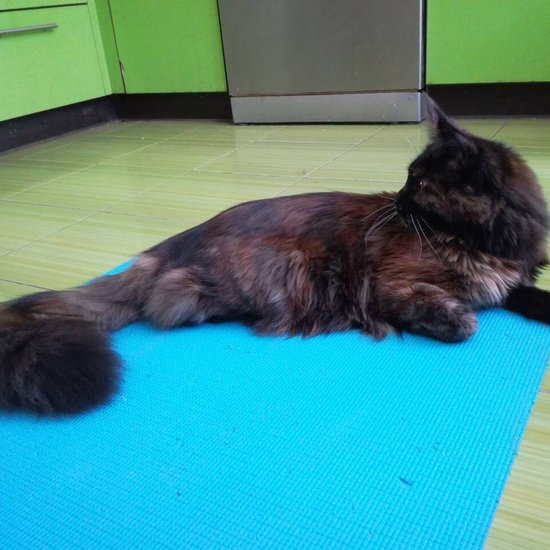 Maine Coon kitten Aurora StarPaws, litter A, 28.03.2017