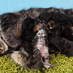 Maine Coon kittens StarPaws, litter A, 28.03.2017