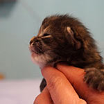 Maine Coon kittens StarPaws, litter A, 28.03.2017
