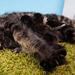 Maine Coon kittens StarPaws, litter A, 28.03.2017