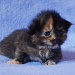Maine Coon kittens StarPaws, litter A, 28.03.2017