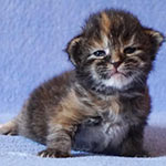 Maine Coon kittens StarPaws, litter A, 28.03.2017