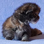 Maine Coon kittens StarPaws, litter A, 28.03.2017