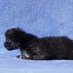 Maine Coon kittens StarPaws, litter A, 28.03.2017