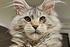 Maine Coon kitten Altay StarPaws, color ns 22, litter A1, 18.11.2022
