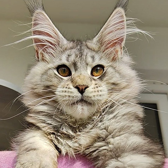 Maine Coon kitten Altay StarPaws, color ns 22, litter A1, 18.11.2022