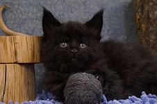 Maine Coon kitten BTamTamovich StarPaws, color n 09, litter B, 23.12.2017