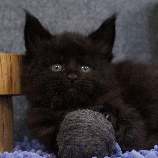 Maine Coon kitten BTamTamovich StarPaws, color n 09, litter B, 23.12.2017