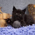 Maine Coon kitten BTamTamovich StarPaws, color n 09, litter B, 23.12.2017