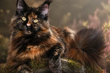 Maine Coon kitten Barista StarPaws, color f, litter B, 23.12.2017